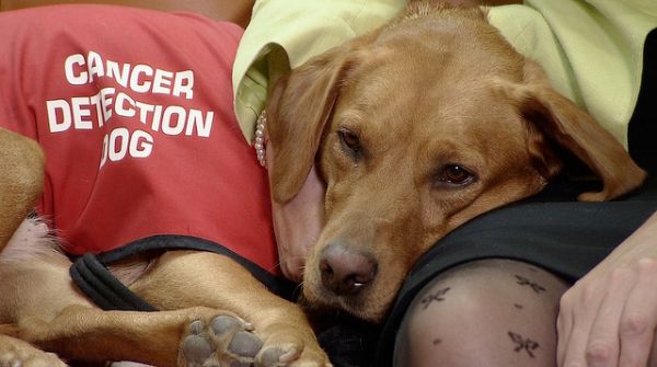 Trained Dogs Are Nearly Perfect Detectors of Prostate Cancer.