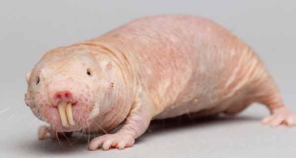 Naked Mole Rats, On the Other Hand, Do Not.