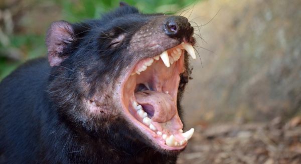 A Tasmanian Devil’s Bite Can Transmit Cancer.