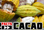 cacao facts