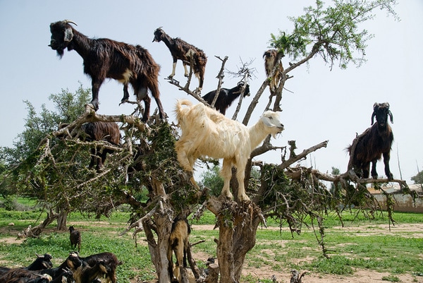 Coffee was Discovered by Goats